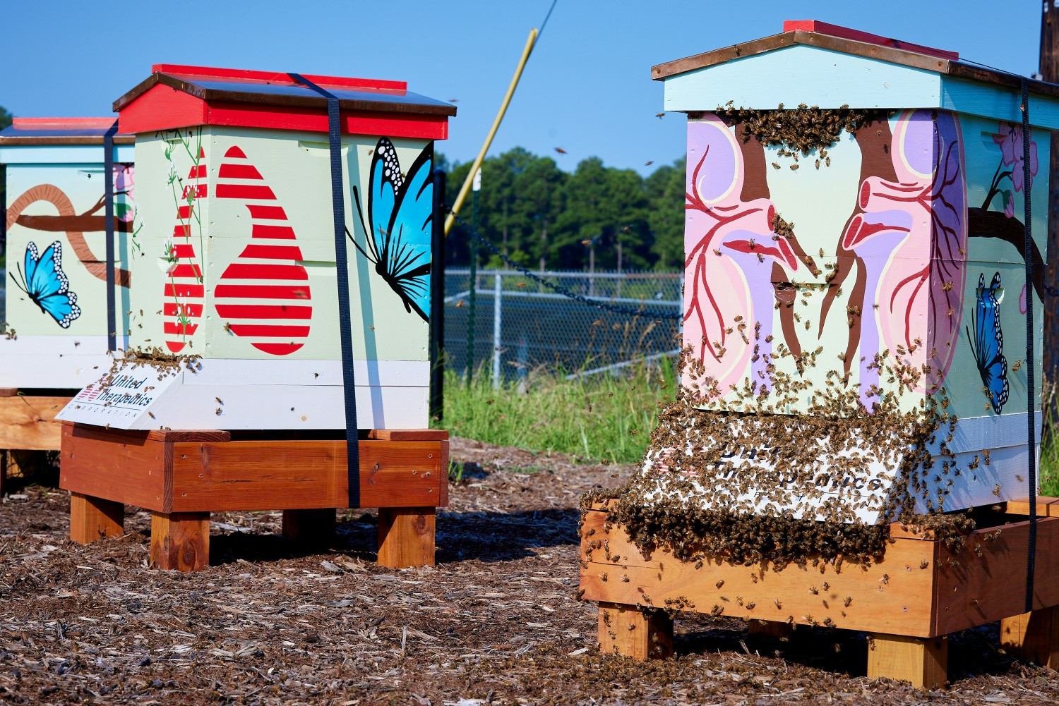 Our UT Bee Hives at our Durham, NC office. 